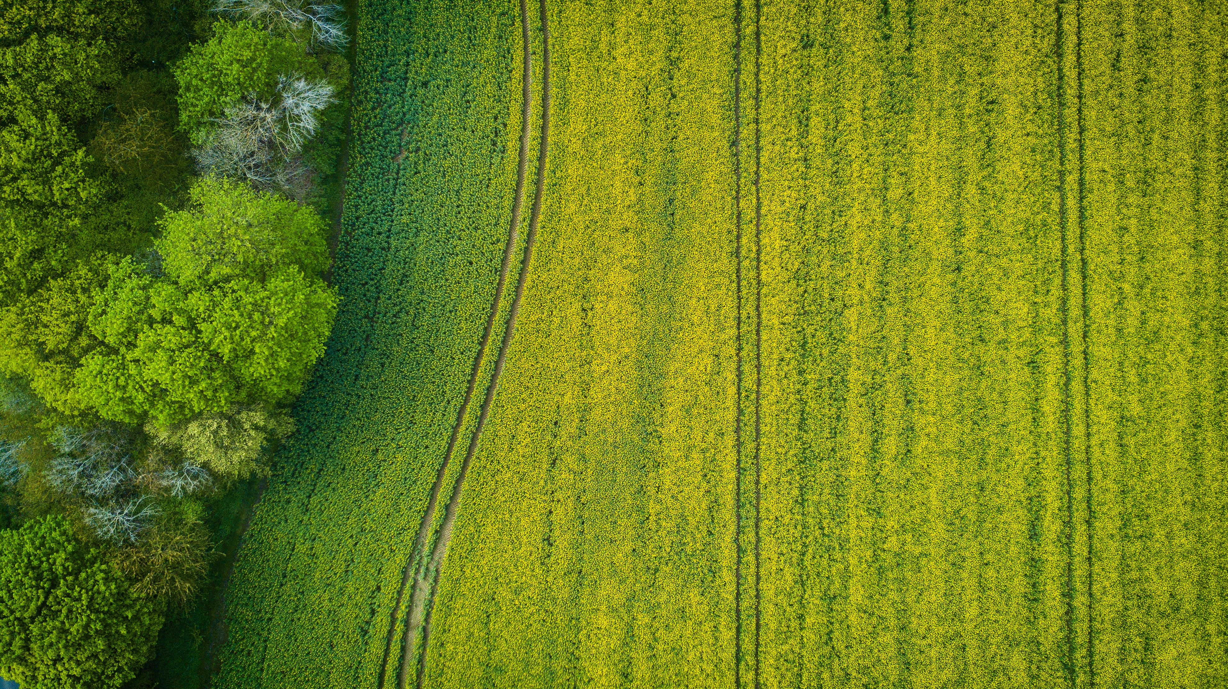 Texture view. Поле вид сверху. Зеленое поле вид сверху. Земля - вид сверху. Поляна вид сверху.